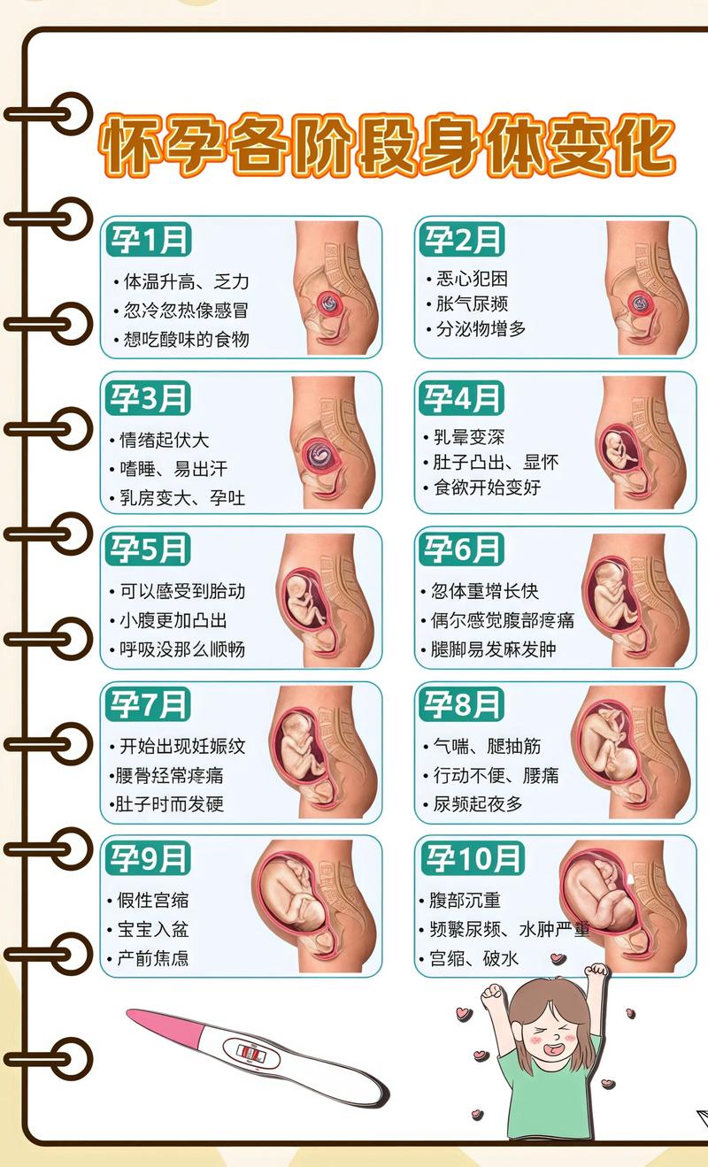 揭秘供卵代孕妈妈怀孕小腹分两节,孕期变化的奥秘江苏代生机构: